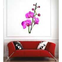 Affiche poster orchidée 
