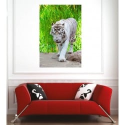 Affiche poster tigre blanc 10359304