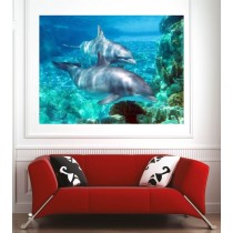 Affiche poster dauphins