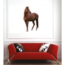 Affiche poster cheval 