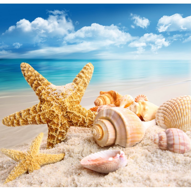 12 pièces Grands coquillages Mélange de coquillages de plage et d'étoiles de mer,Coquillage naturels étoiles de mer jusqu'à 16 cm,Grands coquillages parfaits pour la décoration d'aquarium de bricolage