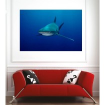 Affiche poster requin 