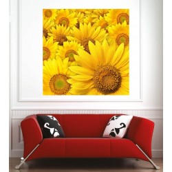 Affiche poster fleurs de tournesol