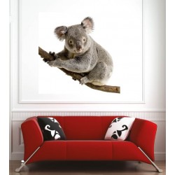 Affiche poster koala