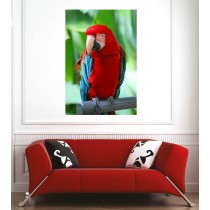 Affiche poster perroquet 