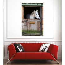 Affiche poster cheval blanc