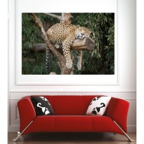 Affiche poster léopard 