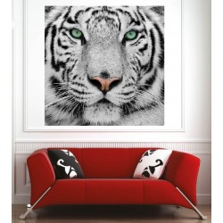 Affiche poster tigre blanc