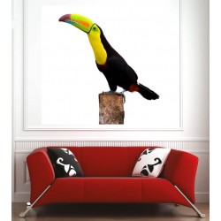 Affiche poster toucan