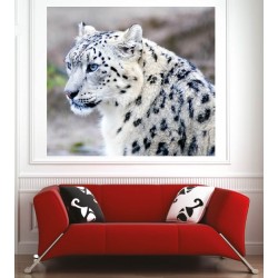 Affiche poster guépard blanc