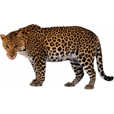 Sticker Leopard