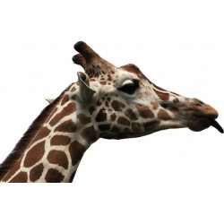 Sticker Tête de Girafe