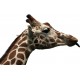 Sticker Tête de Girafe