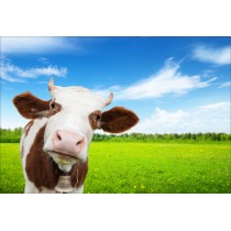 Stickers muraux déco: vache dans le pré