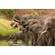 Stickers muraux déco: troupeau d'éléphant